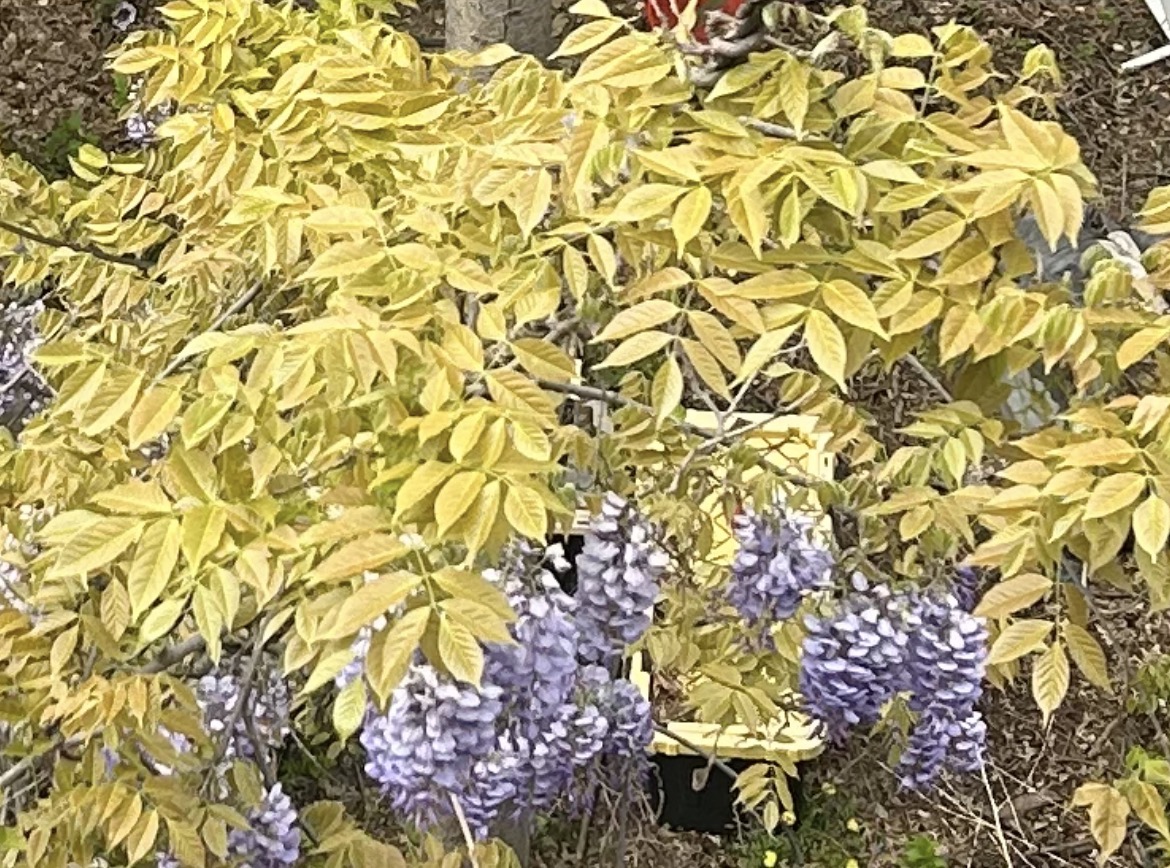 sad wisteria